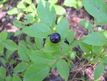 Priest Lake Area Photographs (289)