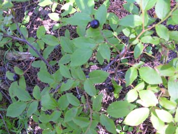 Priest Lake Area Photographs (290)