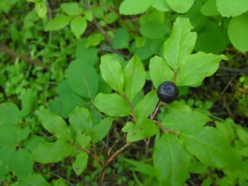 Priest Lake Area Photographs (291)