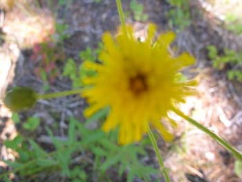Priest Lake Area Photographs (293)