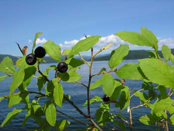 Priest Lake Area Photographs (296)