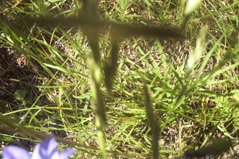 Priest Lake Area Photographs (3)