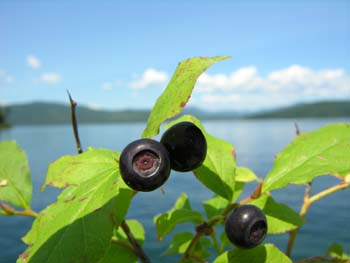 Priest Lake Area Photographs (301)