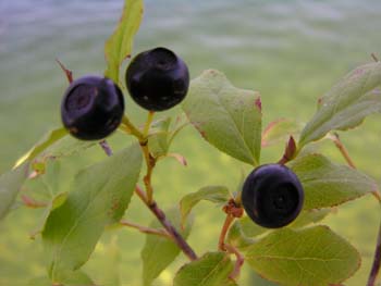 Priest Lake Area Photographs (303)