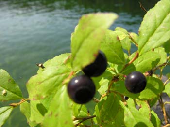 Priest Lake Area Photographs (307)