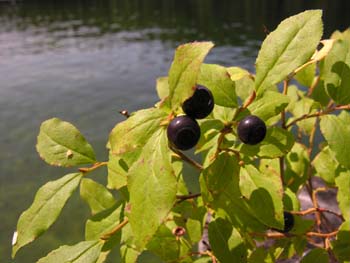 Priest Lake Area Photographs (309)