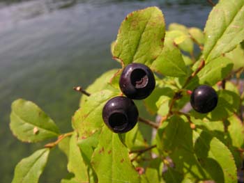 Priest Lake Area Photographs (311)