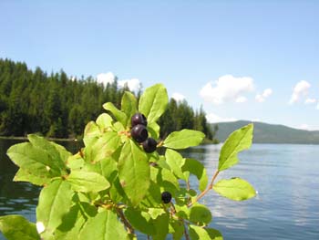 Priest Lake Area Photographs (314)