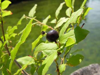 Priest Lake Area Photographs (318)