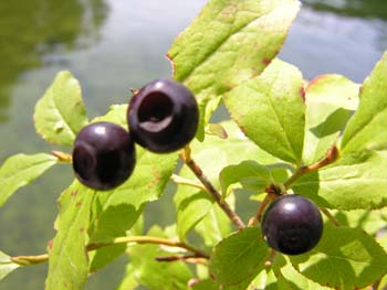 Priest Lake Area Photographs (320)