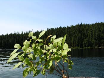 Priest Lake Area Photographs (326)