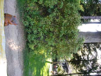 Priest Lake Area Photographs (346)