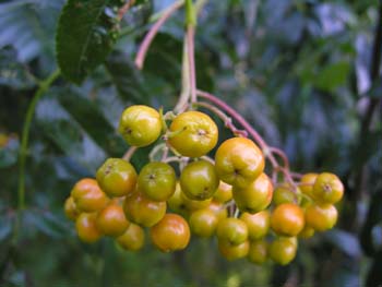 Priest Lake Area Photographs (356)