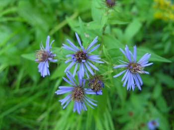 Priest Lake Area Photographs (508)
