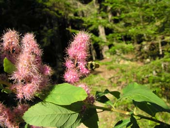 Priest Lake Area Photographs (510)