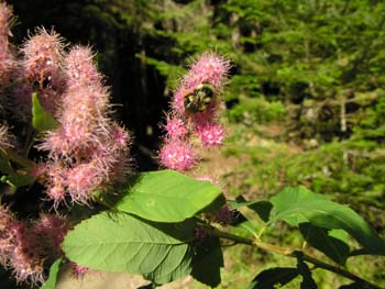 Priest Lake Area Photographs (511)