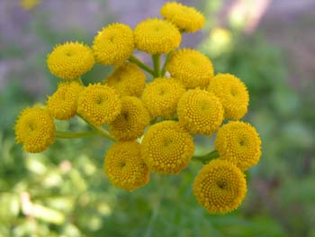 Priest Lake Area Photographs (512)