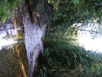 Priest Lake Area Photographs (526)