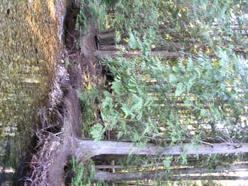 Priest Lake Area Photographs (528)