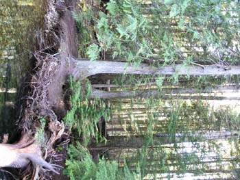Priest Lake Area Photographs (529)