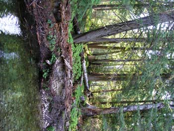 Priest Lake Area Photographs (532)