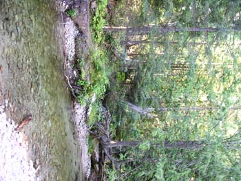 Priest Lake Area Photographs (534)