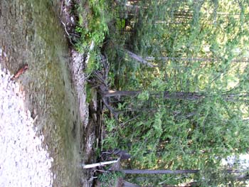 Priest Lake Area Photographs (535)