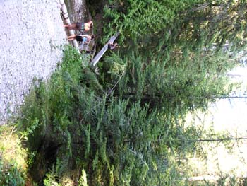 Priest Lake Area Photographs (537)
