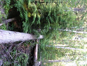 Priest Lake Area Photographs (539)