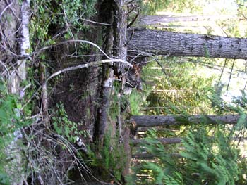 Priest Lake Area Photographs (541)