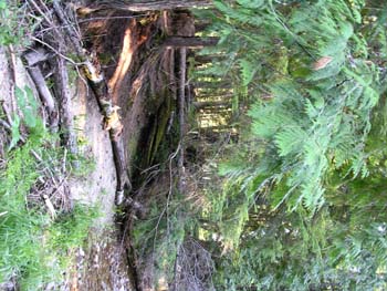 Priest Lake Area Photographs (543)