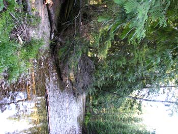 Priest Lake Area Photographs (544)