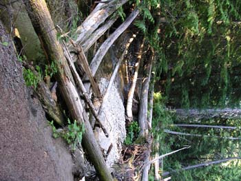 Priest Lake Area Photographs (554)