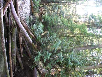 Priest Lake Area Photographs (559)