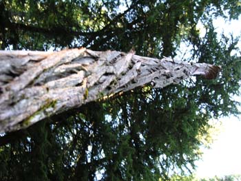 Priest Lake Area Photographs (563)