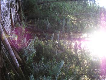 Priest Lake Area Photographs (564)