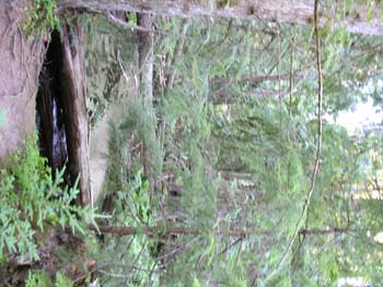 Priest Lake Area Photographs (577)