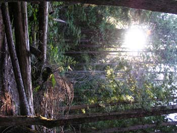 Priest Lake Area Photographs (582)