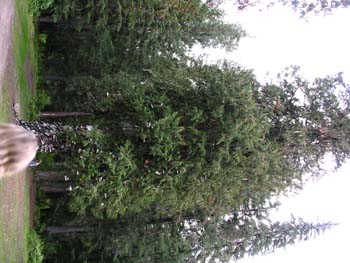 Priest Lake Area Photographs (603)