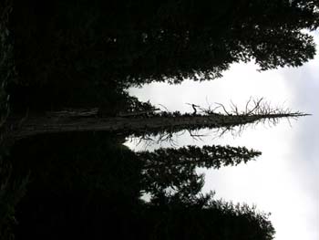 Priest Lake Area Photographs (612)