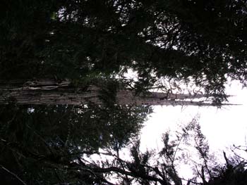 Priest Lake Area Photographs (613)