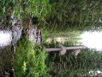 Priest Lake Area Photographs (614)