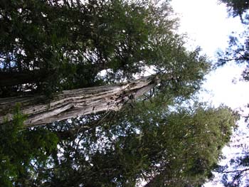 Priest Lake Area Photographs (615)