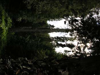Priest Lake Area Photographs (617)