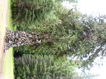 Priest Lake Area Photographs (619)