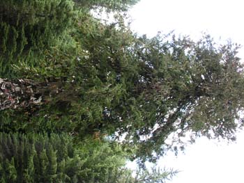 Priest Lake Area Photographs (620)