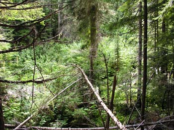 Priest Lake Area Photographs (627)