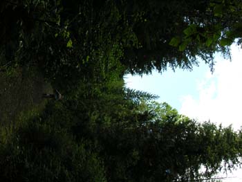 Priest Lake Area Photographs (630)