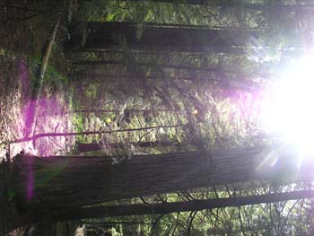 Priest Lake Area Photographs (633)