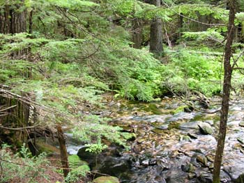 Priest Lake Area Photographs (635)